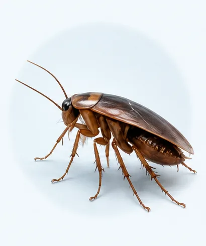 Nuisible 5