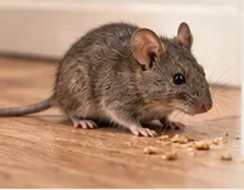 Souris